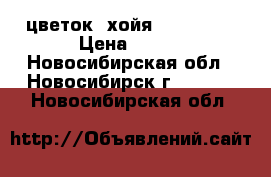   цветок  хойя “beauty“  › Цена ­ 150 - Новосибирская обл., Новосибирск г.  »    . Новосибирская обл.